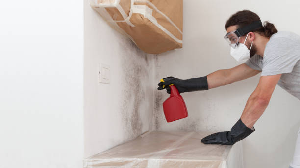 Professional Black Mold Remediation technician working in Bloomington, TX