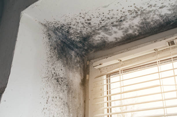 Affordable Black Mold Remediation solutions in Bloomington, TX